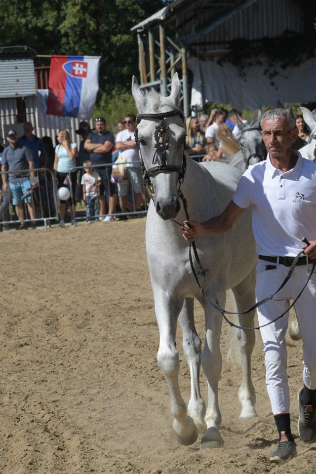 DSC_8622